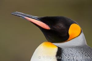 King penguin, showing ornate and distinctive neck, breast and head plumage and orange beak, Aptenodytes patagonicus, Fortuna Bay