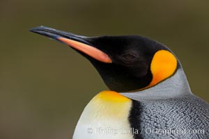 King penguin, showing ornate and distinctive neck, breast and head plumage and orange beak, Aptenodytes patagonicus, Fortuna Bay