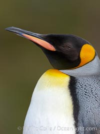 King penguin, showing ornate and distinctive neck, breast and head plumage and orange beak, Aptenodytes patagonicus, Fortuna Bay