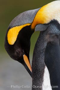 King penguin, showing ornate and distinctive neck, breast and head plumage and orange beak, Aptenodytes patagonicus, Fortuna Bay