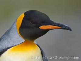 King penguin, showing ornate and distinctive neck, breast and head plumage and orange beak, Aptenodytes patagonicus, Fortuna Bay