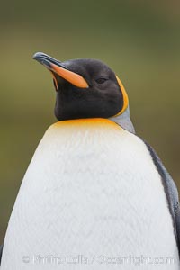 King penguin, showing ornate and distinctive neck, breast and head plumage and orange beak, Aptenodytes patagonicus, Fortuna Bay