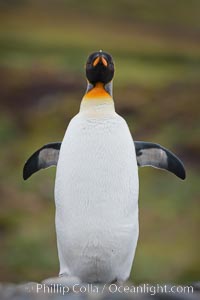 King penguin, solitary, standing, Aptenodytes patagonicus, Fortuna Bay