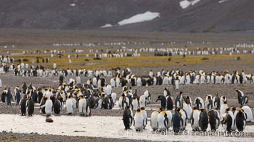 King penguin colony, Right Whale Bay, South Georgia Island.  Over 100,000 pairs of king penguins nest on South Georgia Island each summer, Aptenodytes patagonicus