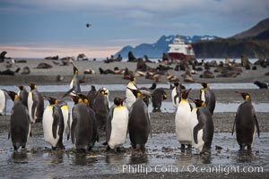 King penguin colony, Right Whale Bay, South Georgia Island.  Over 100,000 pairs of king penguins nest on South Georgia Island each summer, Aptenodytes patagonicus