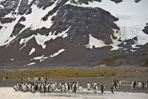 King penguin colony, Right Whale Bay, South Georgia Island.  Over 100,000 pairs of king penguins nest on South Georgia Island each summer, Aptenodytes patagonicus