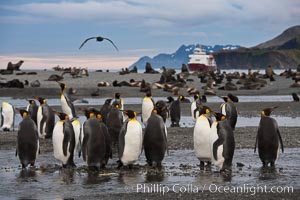 King penguin colony, Right Whale Bay, South Georgia Island.  Over 100,000 pairs of king penguins nest on South Georgia Island each summer, Aptenodytes patagonicus