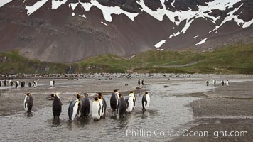 King penguin colony, Right Whale Bay, South Georgia Island.  Over 100,000 pairs of king penguins nest on South Georgia Island each summer, Aptenodytes patagonicus