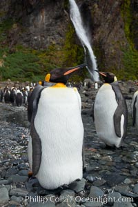 King penguins gather in a steam to molt, below a waterfall on a cobblestone beach at Hercules Bay.