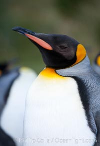 King penguin, showing ornate and distinctive neck, breast and head plumage and orange beak, Aptenodytes patagonicus, Grytviken