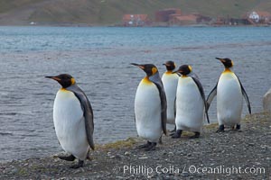 King penguins march in a line along the shore, Aptenodytes patagonicus, Grytviken