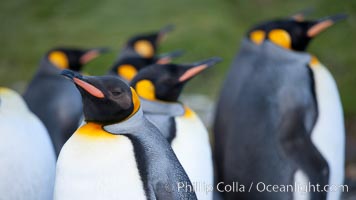 King penguins, showing ornate and distinctive neck, breast and head plumage and orange beak.