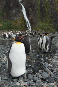 King penguins gather in a steam to molt, below a waterfall on a cobblestone beach at Hercules Bay, Aptenodytes patagonicus