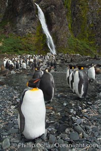 King penguins gather in a steam to molt, below a waterfall on a cobblestone beach at Hercules Bay, Aptenodytes patagonicus