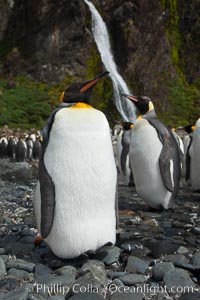 King penguins gather in a steam to molt, below a waterfall on a cobblestone beach at Hercules Bay, Aptenodytes patagonicus