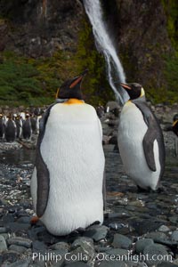 King penguins gather in a steam to molt, below a waterfall on a cobblestone beach at Hercules Bay, Aptenodytes patagonicus