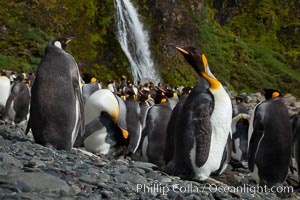 King penguins gather in a steam to molt, below a waterfall on a cobblestone beach at Hercules Bay, Aptenodytes patagonicus