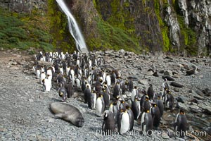 King penguins gather in a steam to molt, below a waterfall on a cobblestone beach at Hercules Bay, Aptenodytes patagonicus