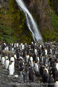 King penguins gather in a steam to molt, below a waterfall on a cobblestone beach at Hercules Bay, Aptenodytes patagonicus