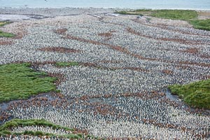 King penguin colony, over 100,000 nesting pairs, viewed from above.  The brown patches are groups of 'oakum boys', juveniles in distinctive brown plumage.  Salisbury Plain, Bay of Isles, South Georgia Island, Aptenodytes patagonicus