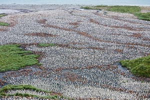 King penguin colony, over 100,000 nesting pairs, viewed from above.  The brown patches are groups of 'oakum boys', juveniles in distinctive brown plumage.  Salisbury Plain, Bay of Isles, South Georgia Island, Aptenodytes patagonicus