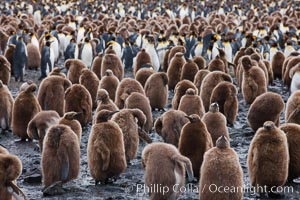Oakum boys, juvenile king penguins at Salisbury Plain, South Georgia Island.  Named 'oakum boys' by sailors for the resemblance of their brown fluffy plumage to the color of oakum used to caulk timbers on sailing ships, these year-old penguins will soon shed their fluffy brown plumage and adopt the colors of an adult, Aptenodytes patagonicus