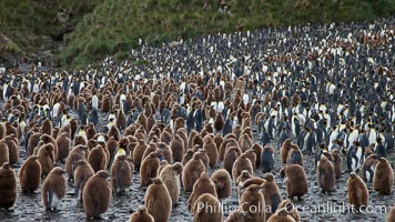 King penguins at Salisbury Plain.  Silver and black penguins are adults, while brown penguins are 'oakum boys', juveniles named for their distinctive fluffy plumage that will soon molt and taken on adult coloration, Aptenodytes patagonicus