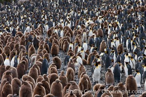 King penguins at Salisbury Plain.  Silver and black penguins are adults, while brown penguins are 'oakum boys', juveniles named for their distinctive fluffy plumage that will soon molt and taken on adult coloration, Aptenodytes patagonicus