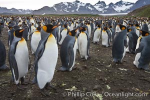 King penguin colony. Over 100,000 pairs of king penguins nest at Salisbury Plain, laying eggs in December and February, then alternating roles between foraging for food and caring for the egg or chick, Aptenodytes patagonicus