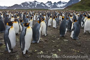 King penguin colony. Over 100,000 pairs of king penguins nest at Salisbury Plain, laying eggs in December and February, then alternating roles between foraging for food and caring for the egg or chick, Aptenodytes patagonicus