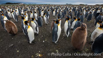 King penguins at Salisbury Plain.  Silver and black penguins are adults, while brown penguins are 'oakum boys', juveniles named for their distinctive fluffy plumage that will soon molt and taken on adult coloration, Aptenodytes patagonicus