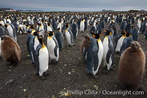 King penguins at Salisbury Plain.  Silver and black penguins are adults, while brown penguins are 'oakum boys', juveniles named for their distinctive fluffy plumage that will soon molt and taken on adult coloration, Aptenodytes patagonicus