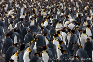 King penguin colony at Salisbury Plain, Bay of Isles, South Georgia Island.  Over 100,000 pairs of king penguins nest here, laying eggs in December and February, then alternating roles between foraging for food and caring for the egg or chick, Aptenodytes patagonicus