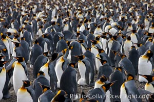 King penguin colony at Salisbury Plain, Bay of Isles, South Georgia Island.  Over 100,000 pairs of king penguins nest here, laying eggs in December and February, then alternating roles between foraging for food and caring for the egg or chick, Aptenodytes patagonicus