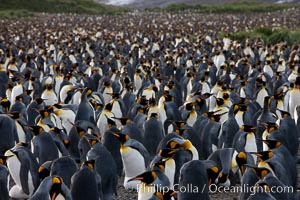 King penguin colony at Salisbury Plain, Bay of Isles, South Georgia Island.  Over 100,000 pairs of king penguins nest here, laying eggs in December and February, then alternating roles between foraging for food and caring for the egg or chick, Aptenodytes patagonicus