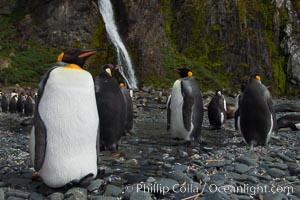 King penguins gather in a steam to molt, below a waterfall on a cobblestone beach at Hercules Bay.