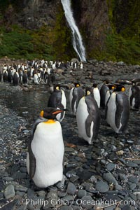 King penguins gather in a steam to molt, below a waterfall on a cobblestone beach at Hercules Bay, Aptenodytes patagonicus