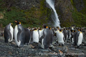 King penguins gather in a steam to molt, below a waterfall on a cobblestone beach at Hercules Bay, Aptenodytes patagonicus