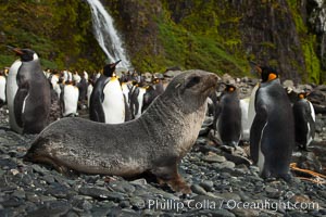 Antarctic fur seal pup in front of a group of molting king penguins, below a waterfall on the cobblestone beach at Hercules Bay, Aptenodytes patagonicus