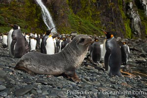 Antarctic fur seal pup in front of a group of molting king penguins, below a waterfall on the cobblestone beach at Hercules Bay, Aptenodytes patagonicus