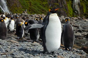 King penguin.2, Aptenodytes patagonicus, Hercules Bay