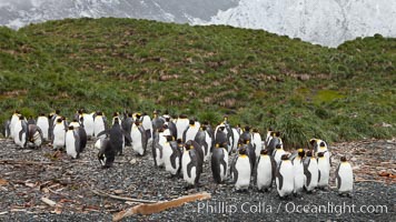 King penguins and whale bones, on the cobblestone beach at Godthul, South Georgia Island.  The whale bones are evidence of South Georgia's long and prolific history of whaling.