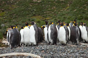 King penguins and whale bones, on the cobblestone beach at Godthul, South Georgia Island.  The whale bones are evidence of South Georgia's long and prolific history of whaling, Aptenodytes patagonicus