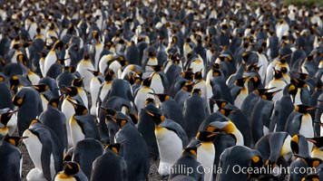 King penguin colony at Salisbury Plain, Bay of Isles, South Georgia Island.  Over 100,000 pairs of king penguins nest here, laying eggs in December and February, then alternating roles between foraging for food and caring for the egg or chick, Aptenodytes patagonicus