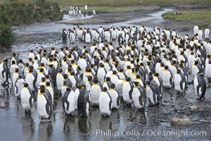 King penguin colony at Salisbury Plain, Bay of Isles, South Georgia Island.  Over 100,000 pairs of king penguins nest here, laying eggs in December and February, then alternating roles between foraging for food and caring for the egg or chick, Aptenodytes patagonicus