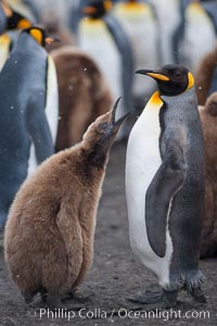 Juvenile 'oakum boy' penguin begs for food, which the adult will regurgitate from its stomach after foraging at sea.  This scene plays out thousands of times each hour amid the vast king penguin colony at Salisbury Plain, where over 100,000 pairs of king penguins nest and rear their chicks, Aptenodytes patagonicus