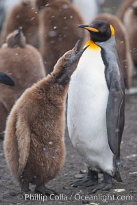 Juvenile 'oakum boy' penguin begs for food, which the adult will regurgitate from its stomach after foraging at sea.  This scene plays out thousands of times each hour amid the vast king penguin colony at Salisbury Plain, where over 100,000 pairs of king penguins nest and rear their chicks, Aptenodytes patagonicus