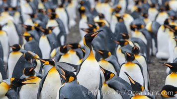 King penguin colony at Salisbury Plain, Bay of Isles, South Georgia Island.  Over 100,000 pairs of king penguins nest here, laying eggs in December and February, then alternating roles between foraging for food and caring for the egg or chick, Aptenodytes patagonicus