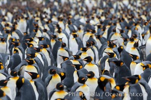 King penguin colony at Salisbury Plain, Bay of Isles, South Georgia Island.  Over 100,000 pairs of king penguins nest here, laying eggs in December and February, then alternating roles between foraging for food and caring for the egg or chick, Aptenodytes patagonicus