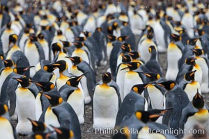 King penguin colony at Salisbury Plain, Bay of Isles, South Georgia Island.  Over 100,000 pairs of king penguins nest here, laying eggs in December and February, then alternating roles between foraging for food and caring for the egg or chick, Aptenodytes patagonicus